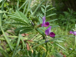 fleur