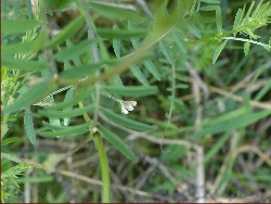 fleur