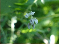 fleur