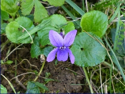 fleur