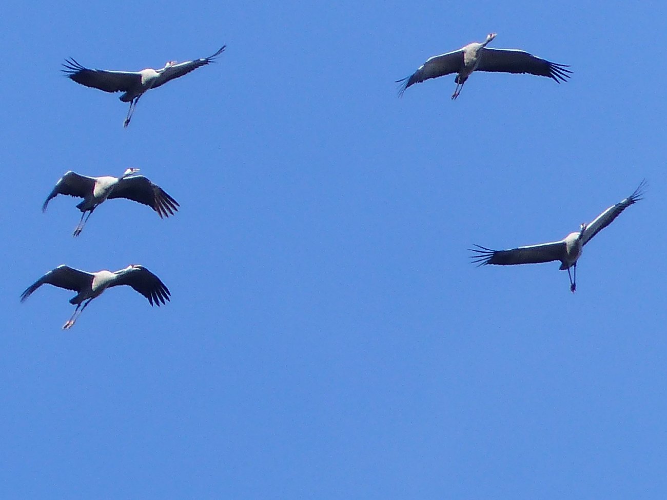 Oiseaux